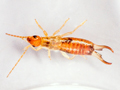 Forficula lesnei